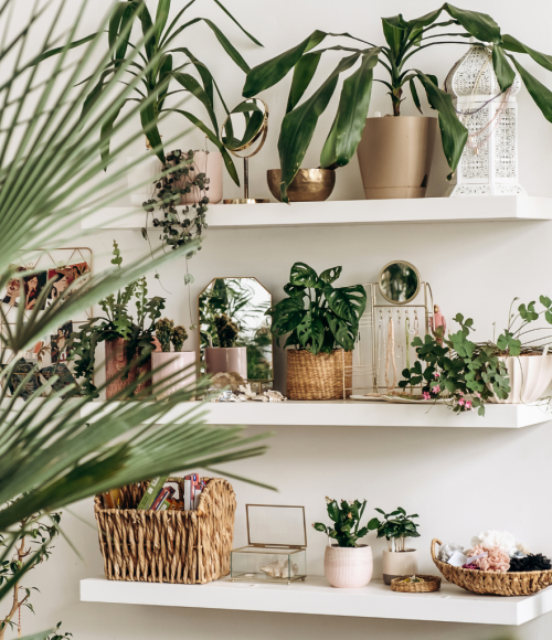 Indoor Plants for UAE Homes: Top Picks for 2025