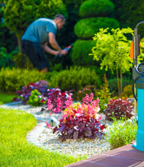Organic Pest Control for UAE Gardens in Summer: Safe and Effective Solutions
