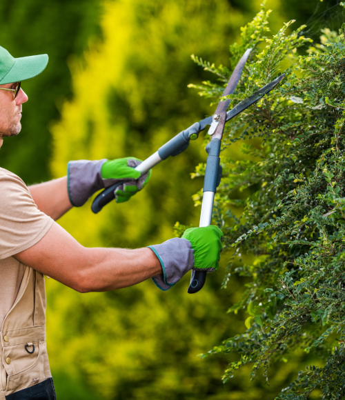 Why Regular Garden Maintenance is Crucial During the UAE Summer