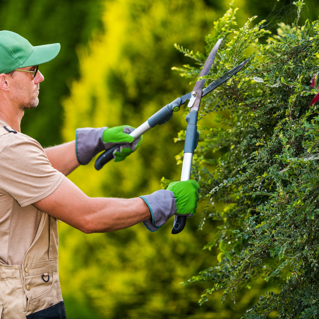 summer-garden-maintenance-services-in-uae