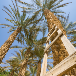 Summer Palm Tree Trimming: Why Timing Matters for Healthy Growth