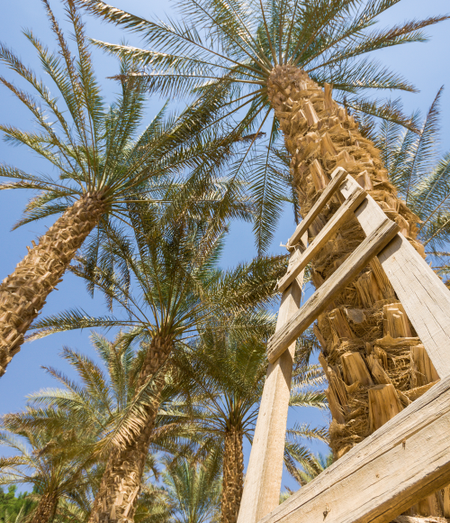 Summer Palm Tree Trimming: Why Timing Matters for Healthy Growth