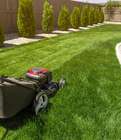How to Keep Your Lawn Green in the UAE’s Scorching Summer: Expert Tips