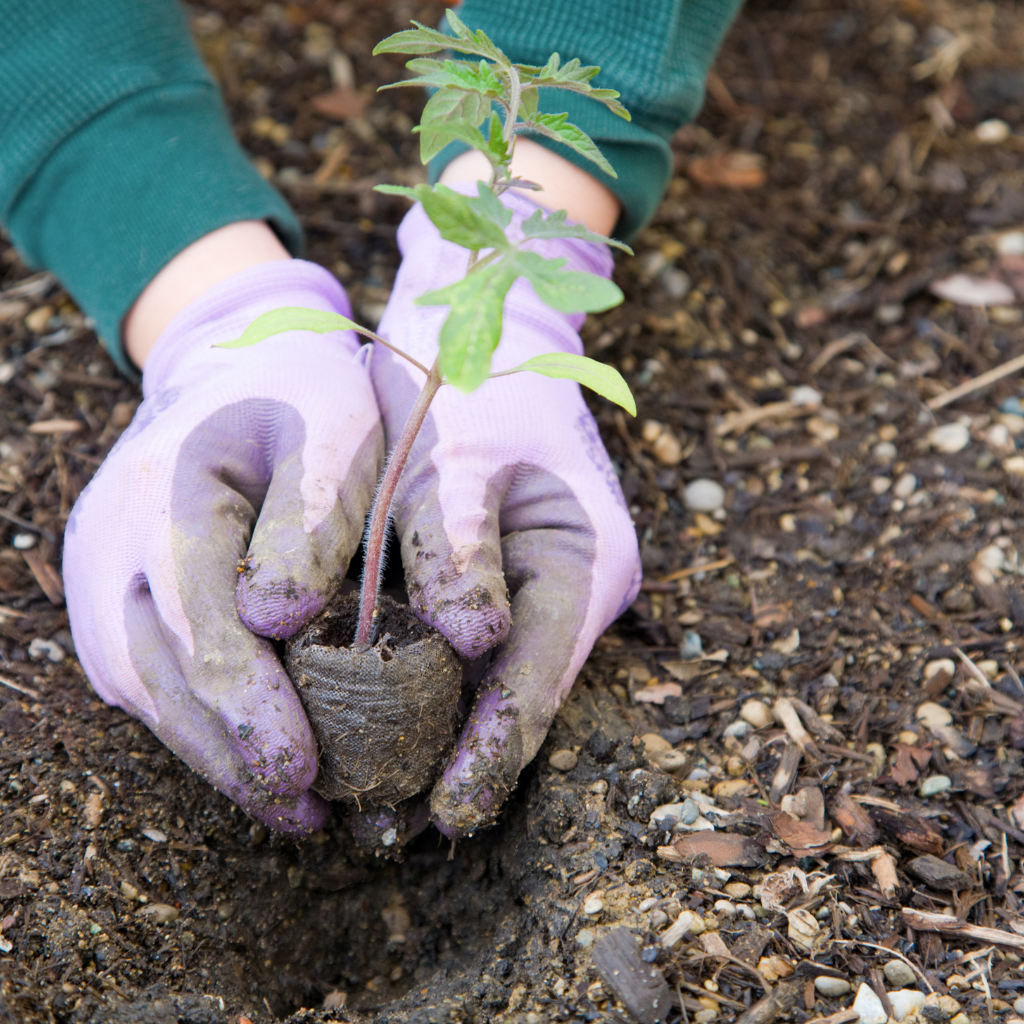 Monthly Garden Maintenance Checklist for UAE Summers: June to September