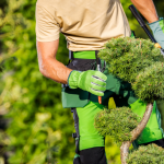 Common Summer Gardening Mistakes in the UAE and How to Avoid Them