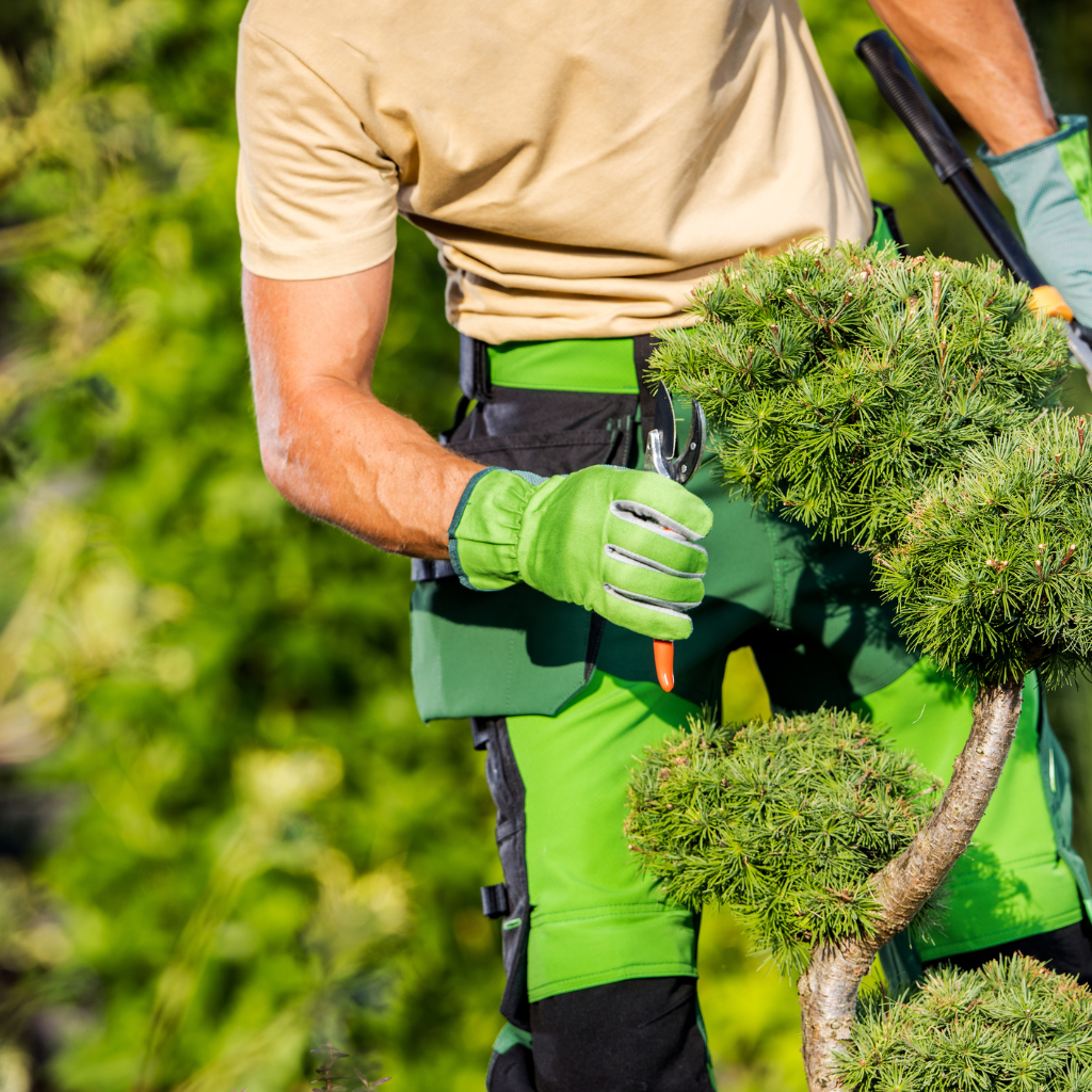 uae-summer-garden-care