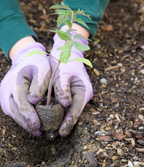 Why Summer Is the Best Time to Redesign Your Garden in the UAE