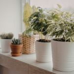 Top Cold-Hardy Plants and Shrubs for UAE Winter Landscapes