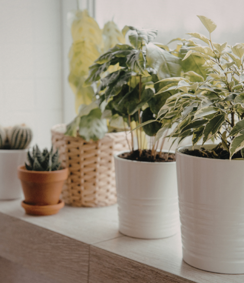 Top Cold-Hardy Plants and Shrubs for UAE Winter Landscapes