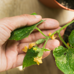 Protecting Your Garden from Cooler Nights: Winter Plant Care Tips for Dubai Homes