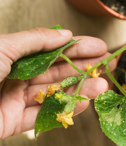 Protecting Your Garden from Cooler Nights: Winter Plant Care Tips for Dubai Homes