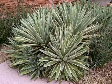 agave