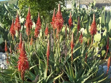 aloe-burn-plant