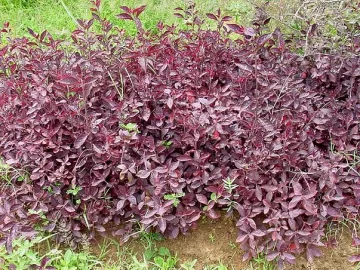 amaranth-red-root