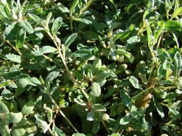 australian-saltbush