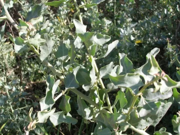 big-saltbush