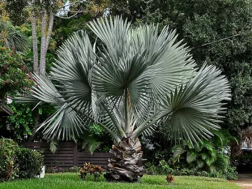 bismarck-palm