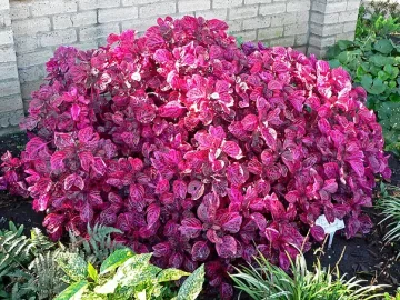 bloodleaf-beefsteak-plant