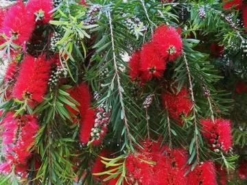 bottle-brush