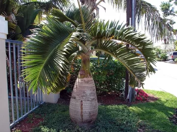 bottle-palm