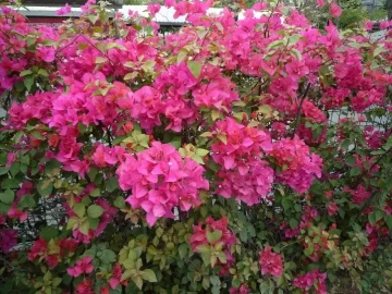 bougainvillea