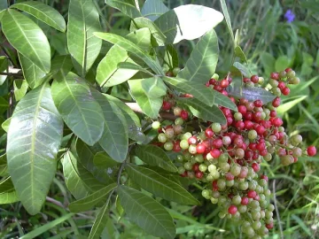 Brazillian Pepper Tree