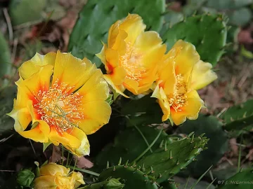 cactus-prickly-pear