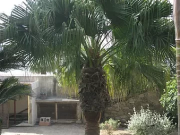 california-fan-palm