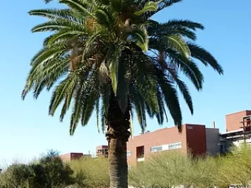 canary-island-palm