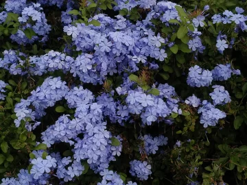 cape-plumbago