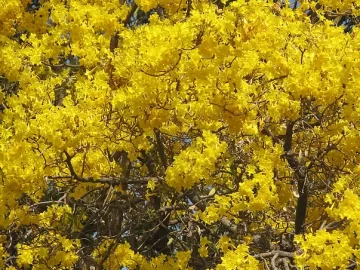 Caribean Golden Tree