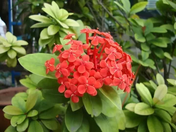 chinese-ixora