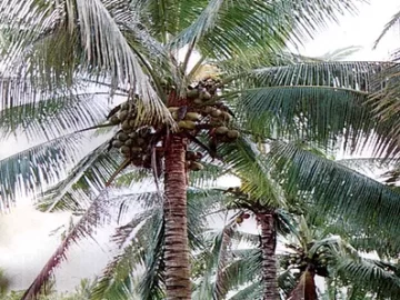 coconut-palm