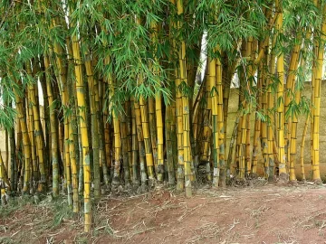 common-bamboo