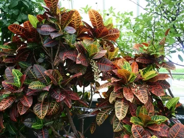 croton