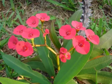 crown-of-thorns-isbeq