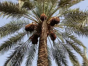 date-palm