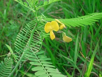 Egyptian Riverhemp