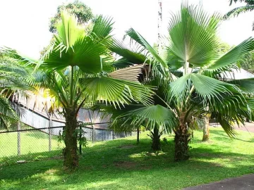 fiji-fan-palm