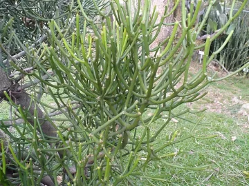 finger-tree-milk-bush