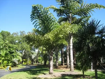 fishtail-palm