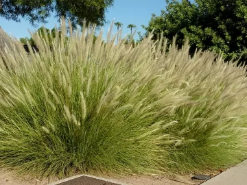 fountain-grass