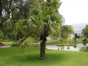 fountain-palm