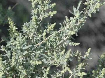 fourwing-saltbush