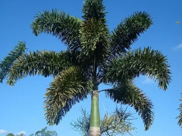 foxtail-palm