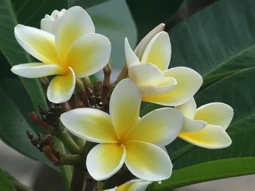 Frangipani