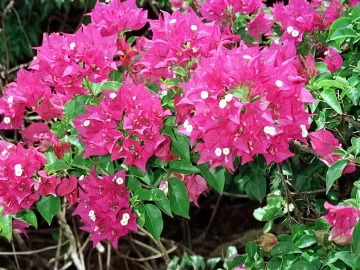 Great Bougainvillea