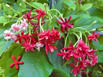 Indian Jasmine