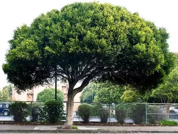 Indian Laurel Fig