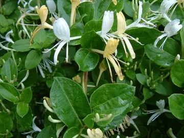 Japanese Honeysuckle